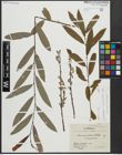 Foto von Salix appendiculata Vill. x Salix eleagnos Scop.